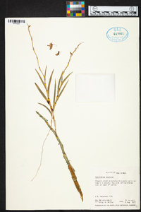Dendrobium acerosum image