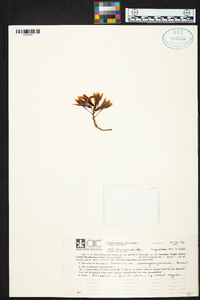 Image of Dendrobium amethystoglossum