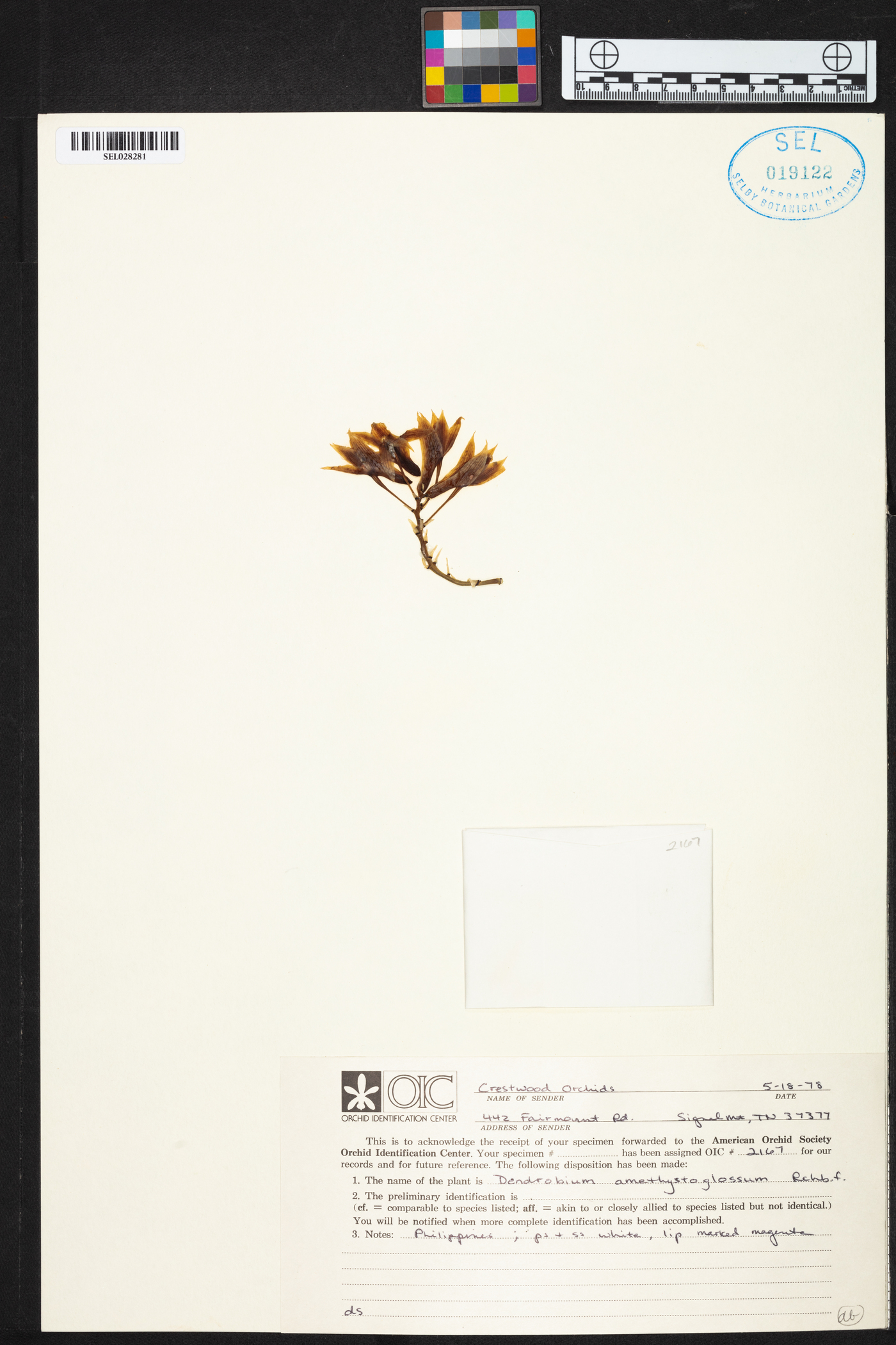 Dendrobium amethystoglossum image