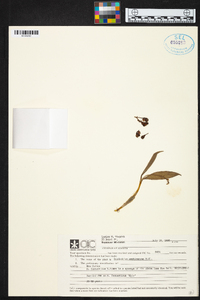 Dendrobium amphigenyum image