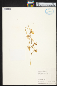Dendrobium antennatum image