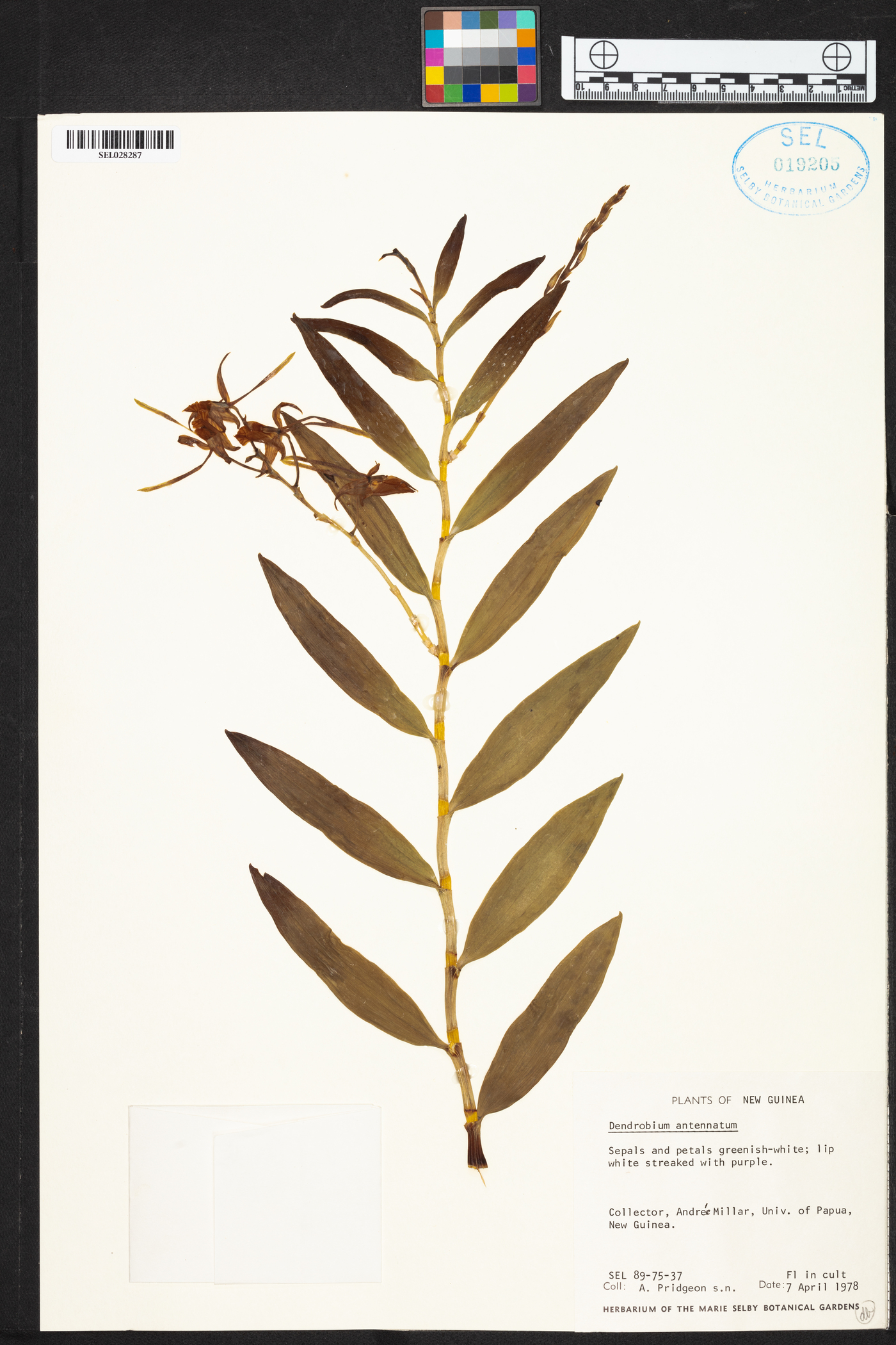 Dendrobium antennatum image