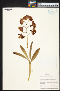 Dendrobium chrysotoxum image