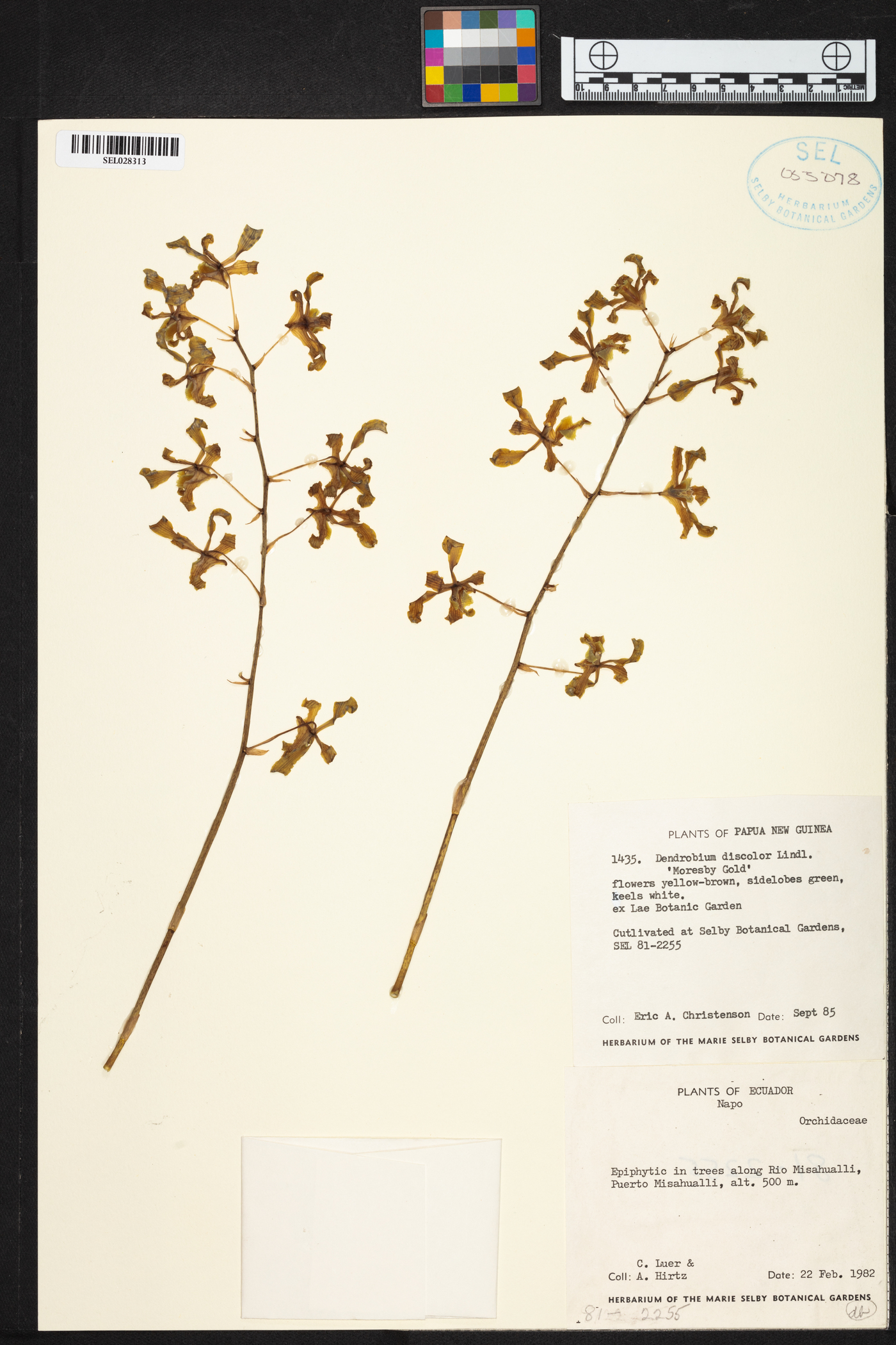 Dendrobium discolor image