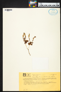 Dendrobium discolor image