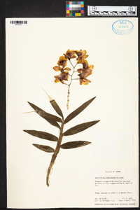 Dendrobium fimbriatum image