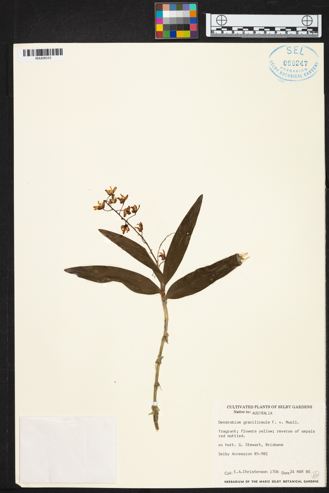 Dendrobium gracilicaule image