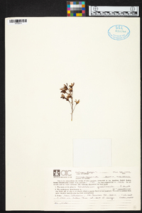 Dendrobium gracilicaule image