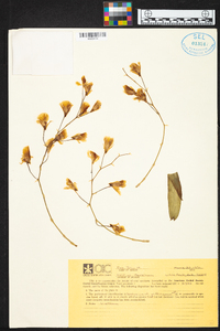 Dendrobium griffithianum image