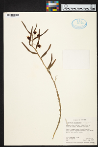 Dendrobium hercoglossum image