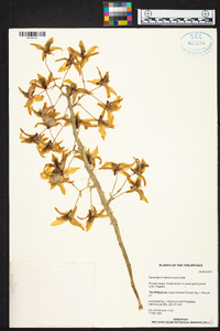 Dendrobium heterocarpum image
