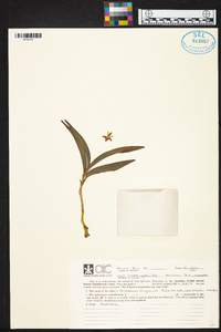 Dendrobium kingianum image