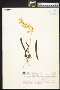 Dendrobium linguiforme image