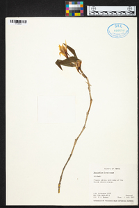 Dendrobium longicornu image