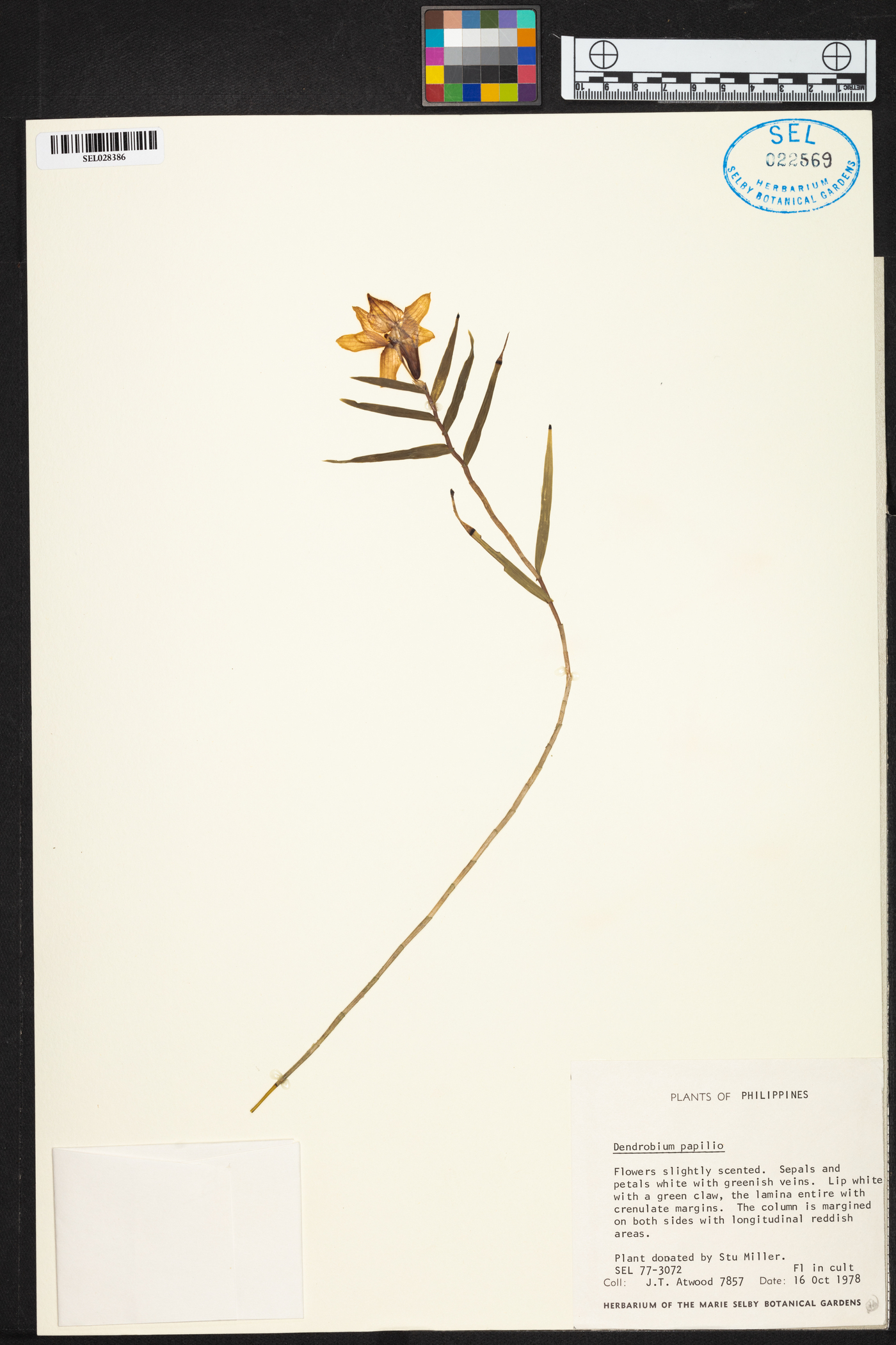 Dendrobium image