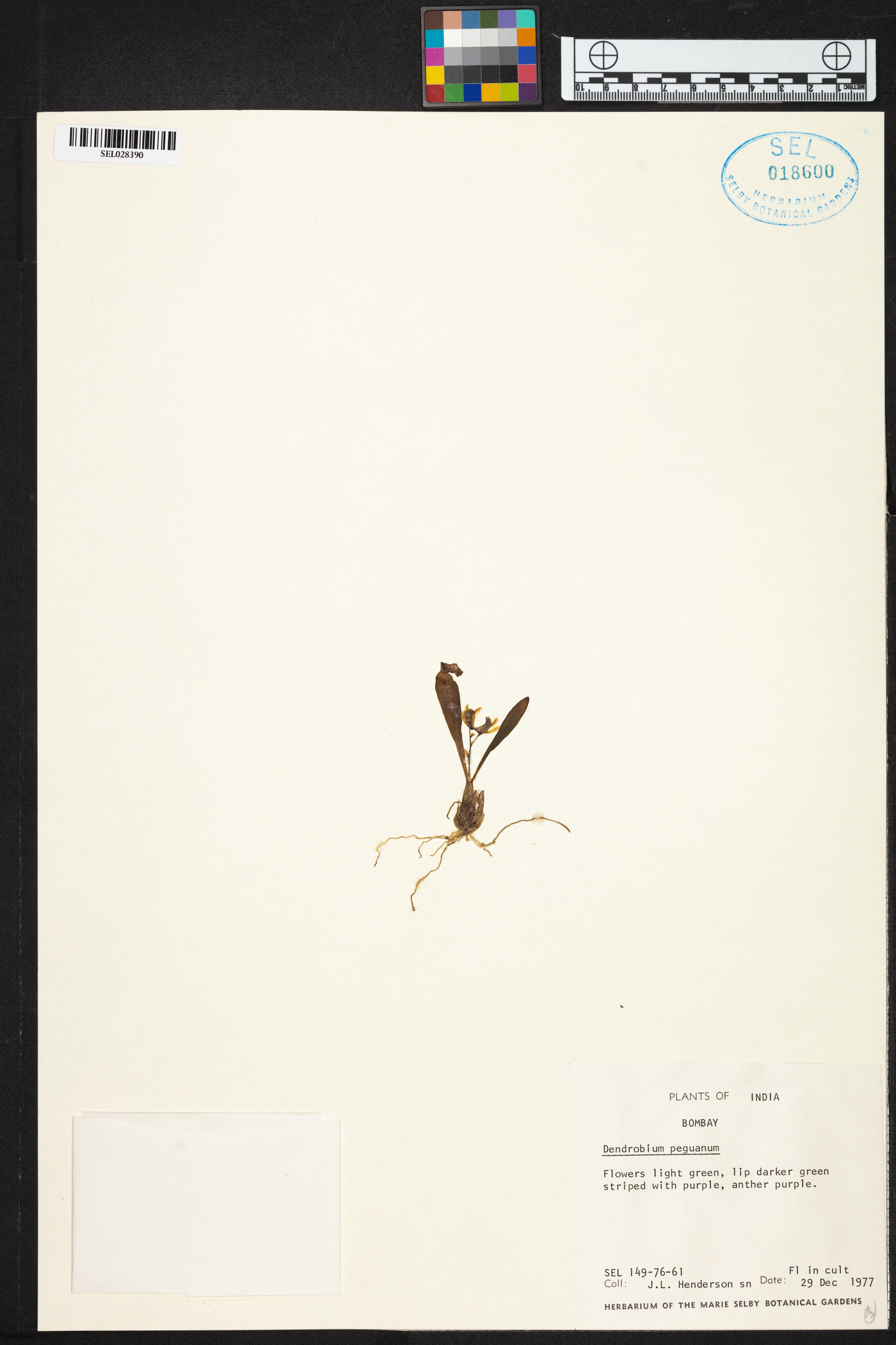 Dendrobium peguanum image