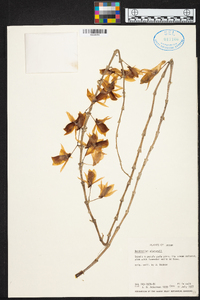 Dendrobium aphyllum image