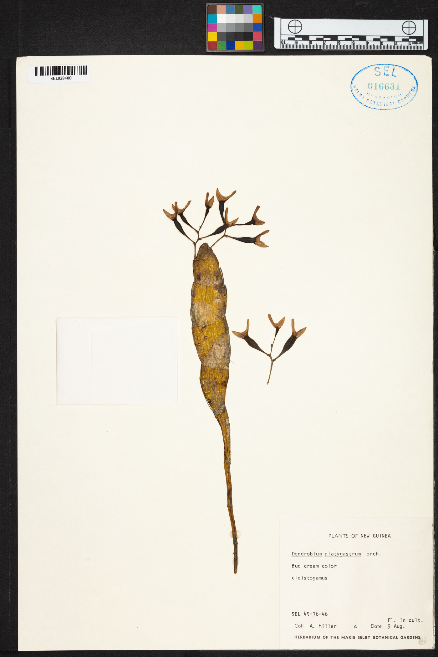 Dendrobium platygastrium image