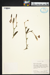 Dendrobium rigidum image