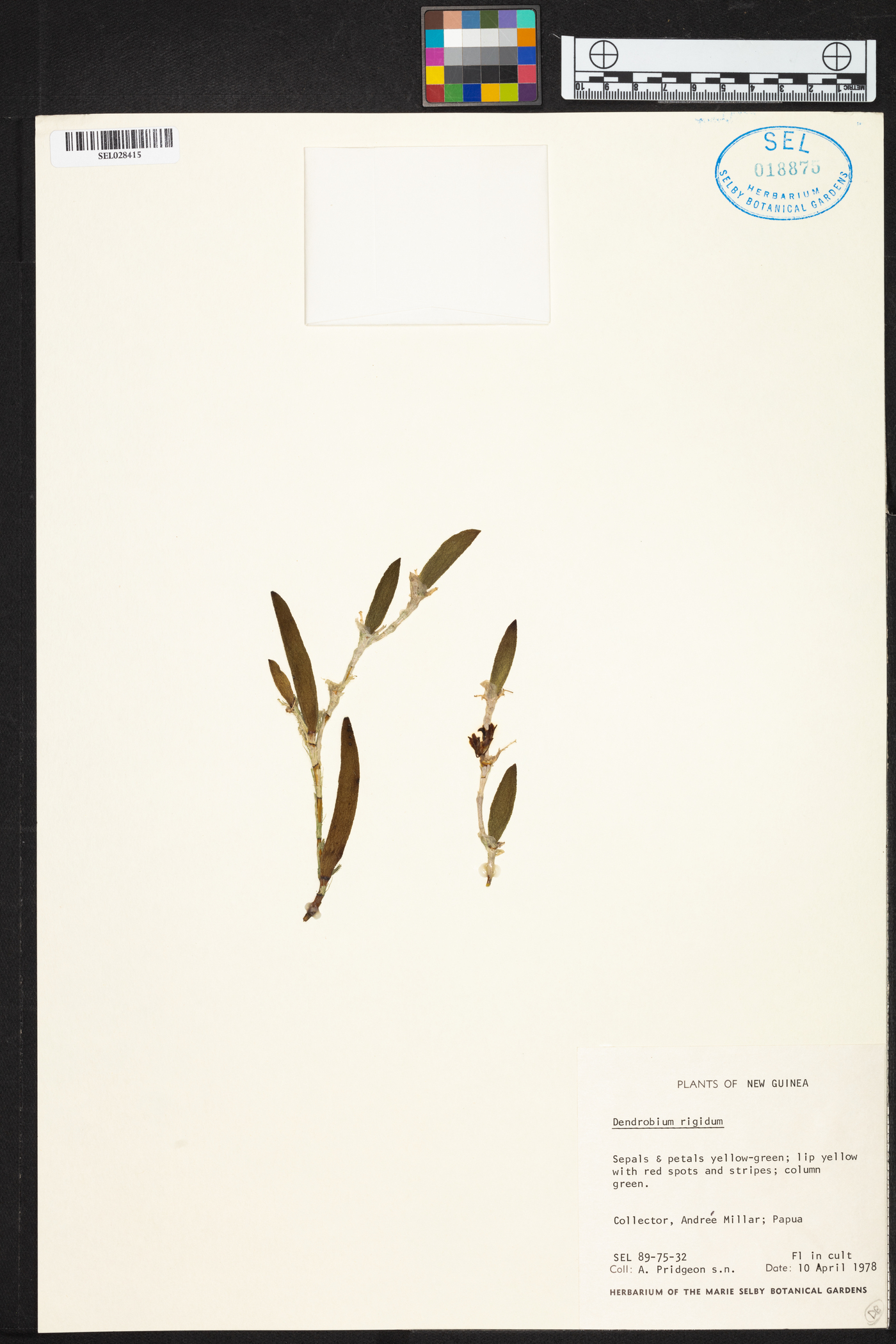 Dendrobium rigidum image