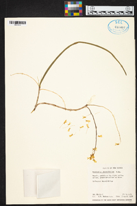 Dendrobium teretifolium image