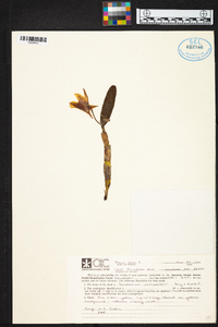 Dendrobium williamsonii image