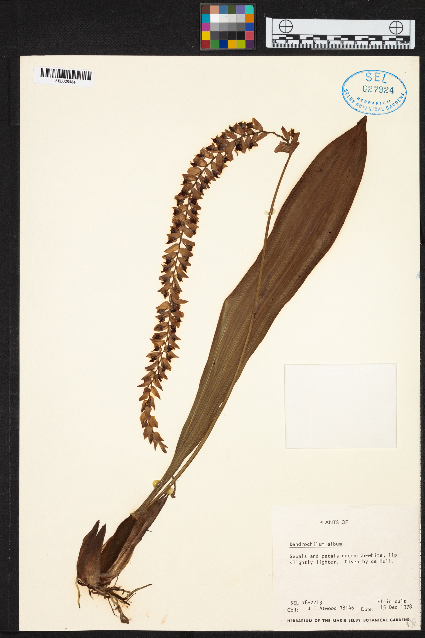 Coelogyne pallidiflavens image