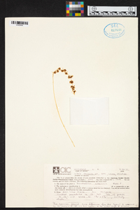 Dendrochilum cobbianum image