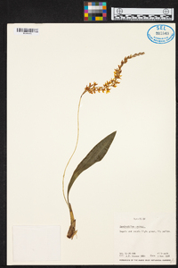 Dendrochilum uncatum image