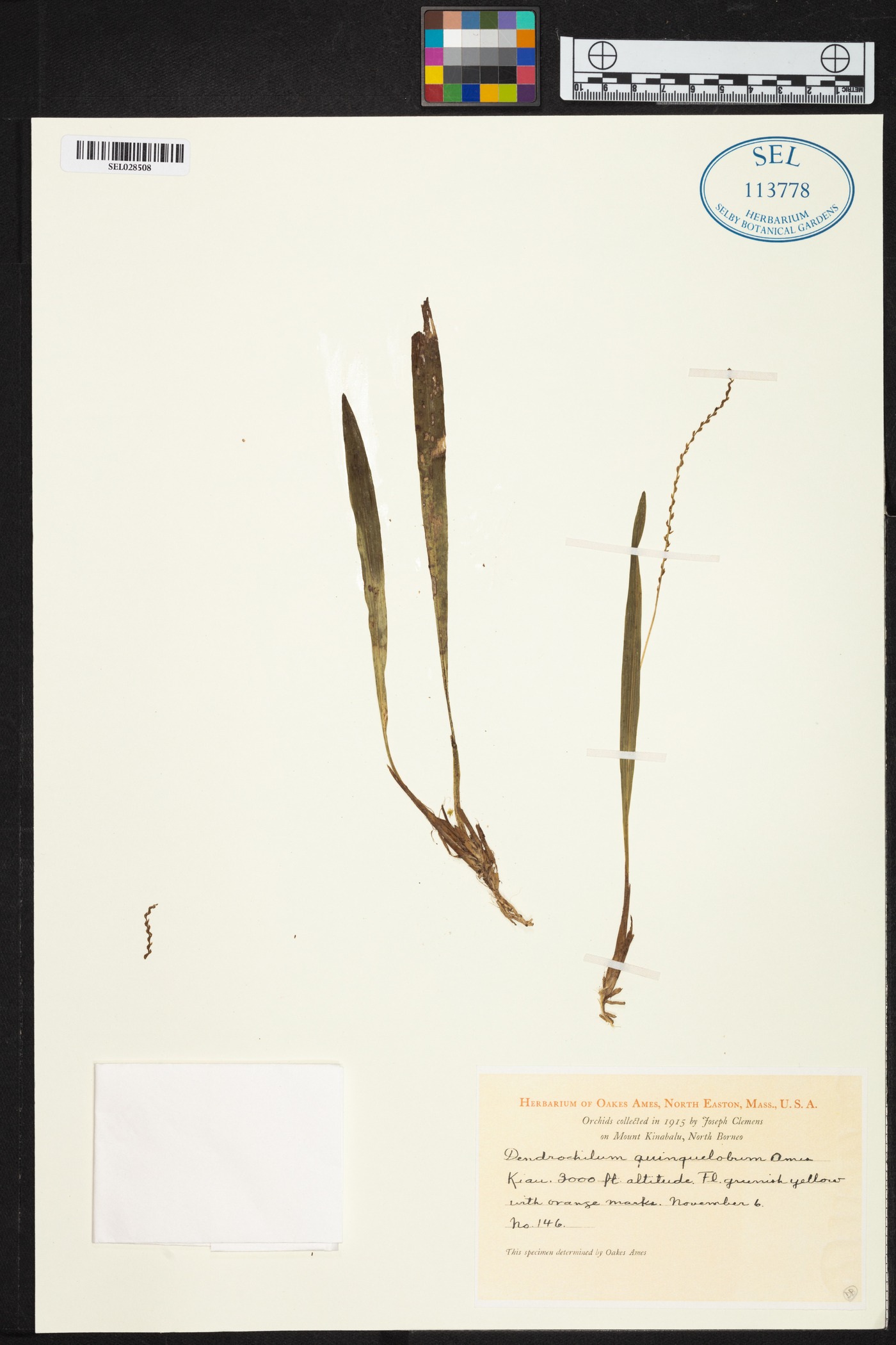 Dendrochilum gibbsiae image