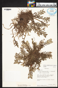 Dichaea ancoraelabia image