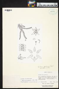 Dichaea ciliolata image