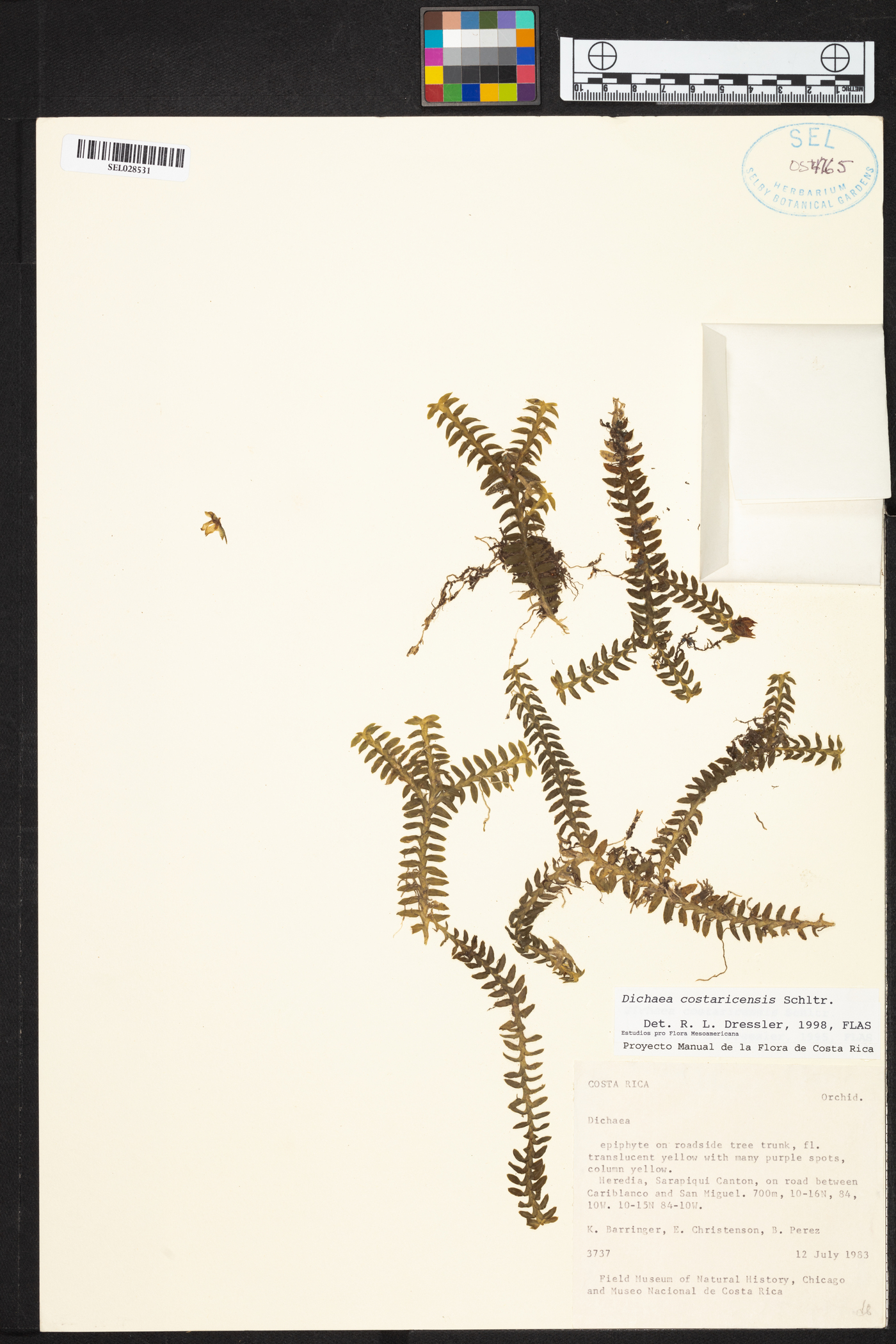 Dichaea costaricensis image