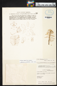 Dichaea dammeriana image