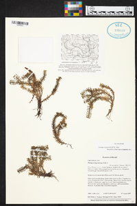 Dichaea hystricina image