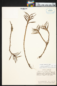 Dichaea lankesteri image