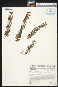 Dichaea muricata image