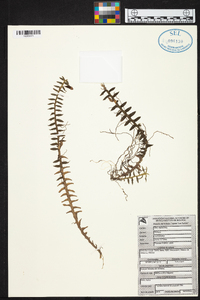 Dichaea muricatoides image