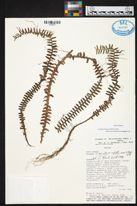 Dichaea muricatoides image