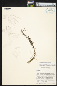 Dichaea oxyglossa image