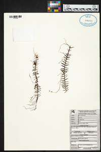 Dichaea squarrosa image