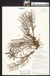 Dichaea acroblephara image