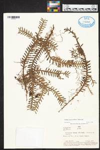 Dichaea ancoraelabia image