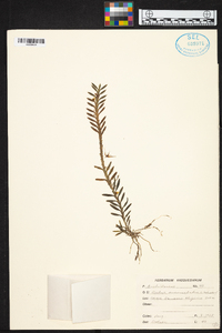 Dichaea ancoraelabia image