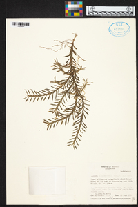 Dichaea ancoraelabia image