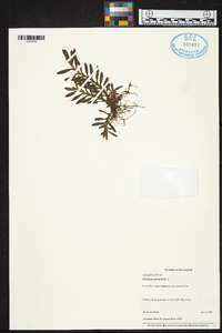 Dichaea picta image