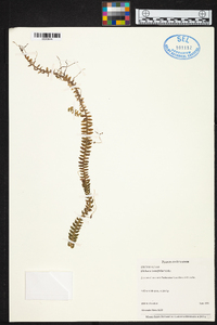 Dichaea tenuifolia image