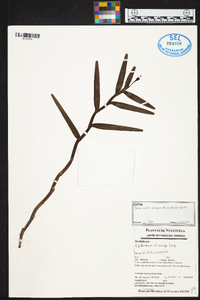 Dimerandra elegans image