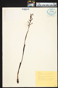 Disa aconitoides subsp. concinna image