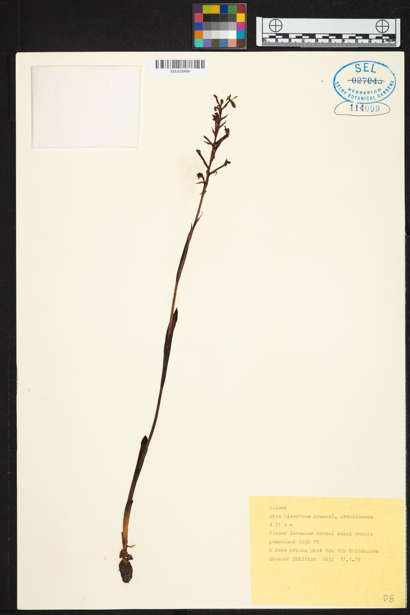 Disa aconitoides subsp. concinna image